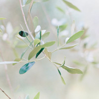 KeraWall Duschrückwand Olive