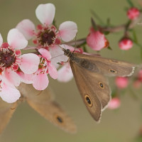 Kirschblüten - 2031