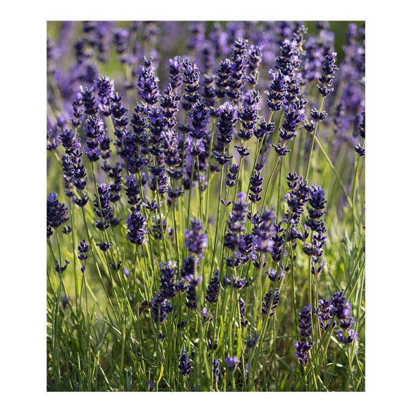 Lavendel