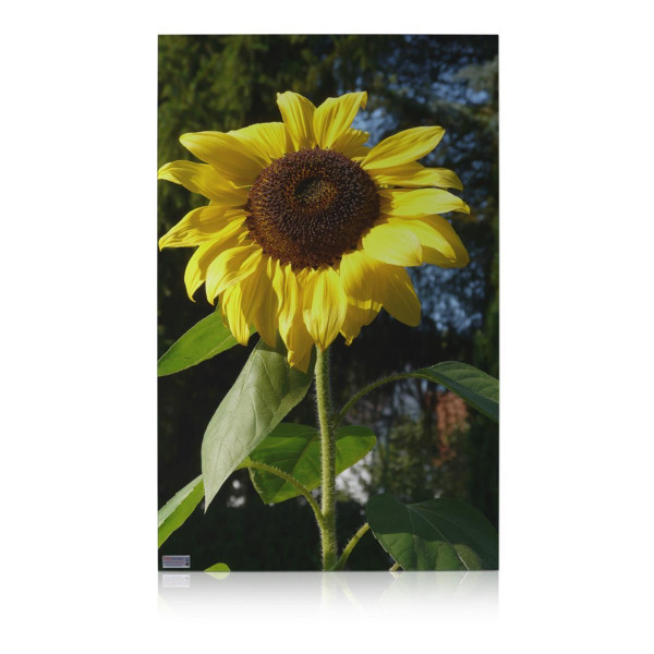 Sonnenblume